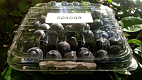 PET Clam Shells (624033)