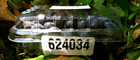 PET Clam Shells (624034)