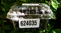 PET Clam Shells (624035)