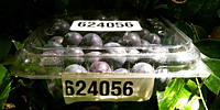 PET Clam Shells (624056)