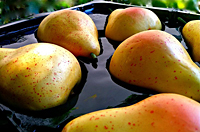 Other Fruit Trays (Consumer Tray)