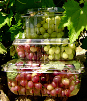 Grape Clamshell