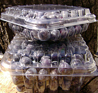 Blueberry Clamshell