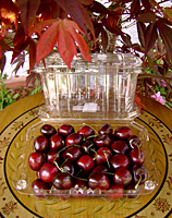 Cherry Clamshell