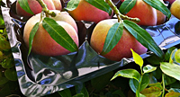 LA PET Fruit Tray Liners
