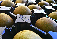 Metric PET Fruit Tray Liners / Half Liners