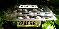 PET Clam Shells (624056)