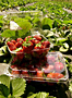 62/63 Series PET Fruit Clamshell Packaging
