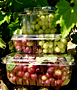 Grape Clamshell