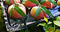 LA PET Fruit Tray Liners